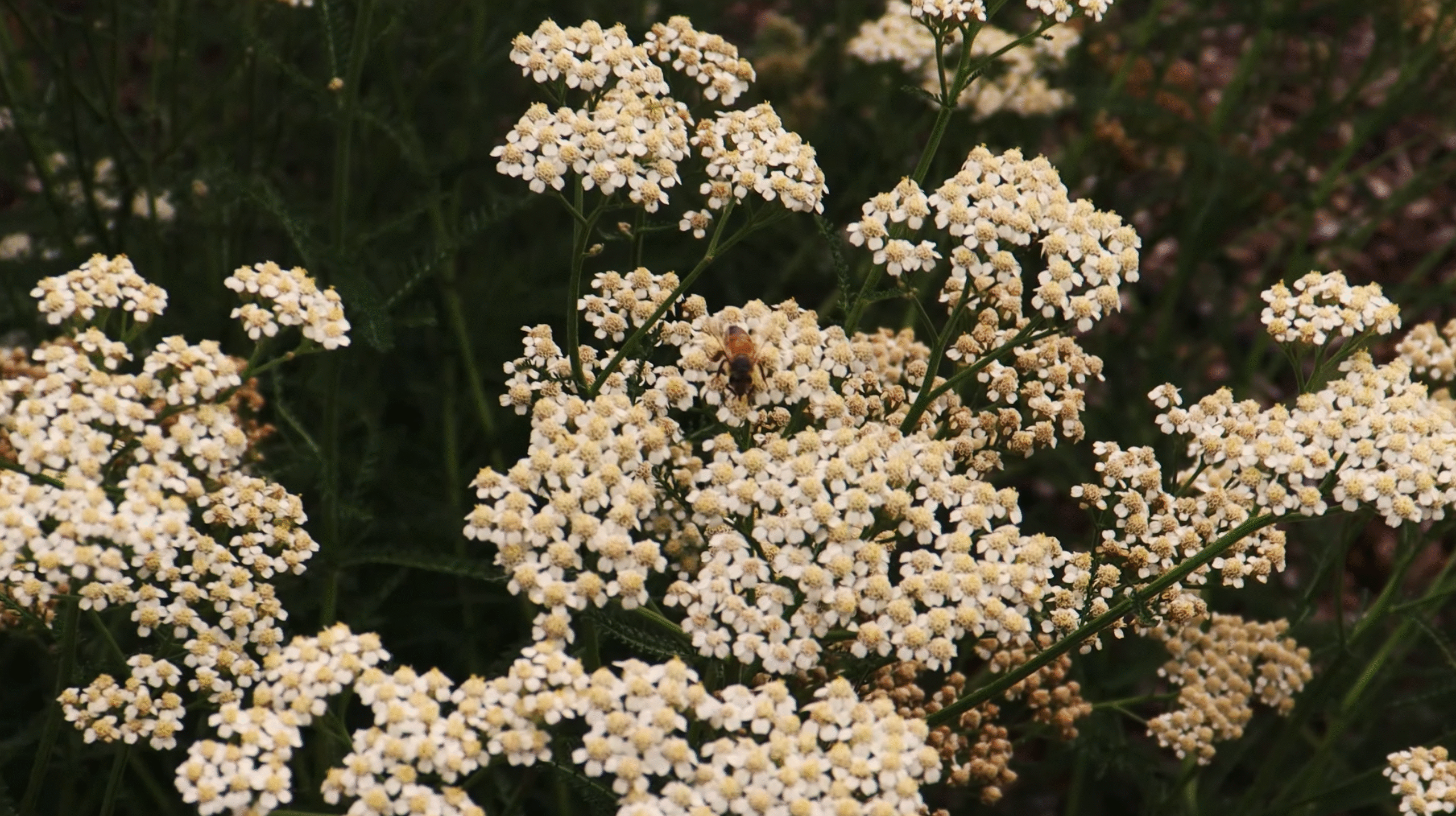 Don’t Miss These 5 Key Features: Overlooked Aspects of The NCSSM Landscape