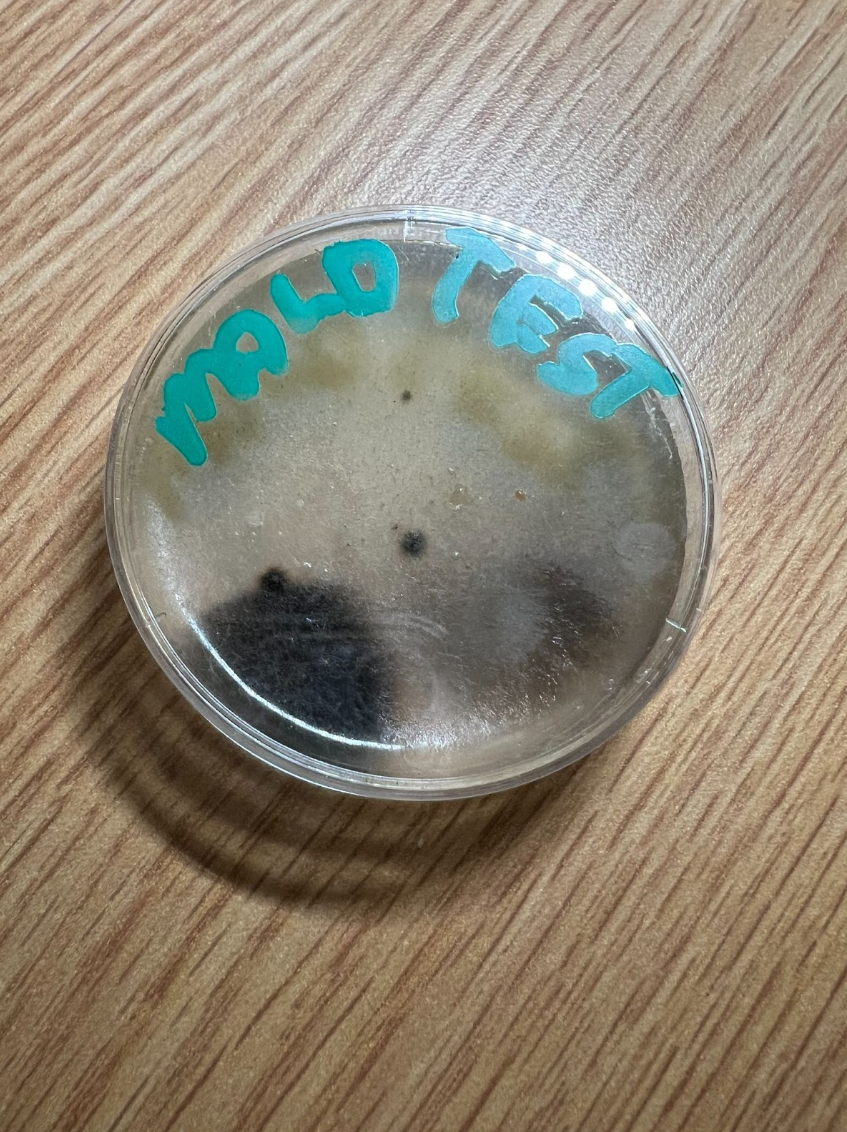 Students Disappointed With Mold Growth and Administration
